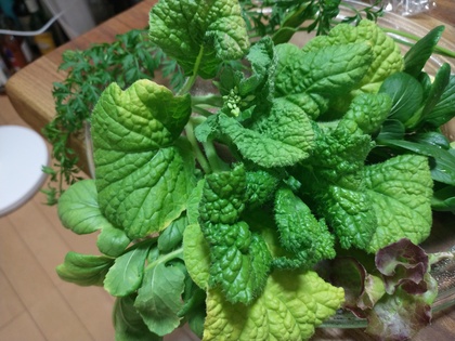菜の花の水耕栽培.jpg