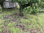 農地栽培の実践ー２７（ルッコラの放置栽培②）