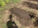 農地栽培の実践ー３０（水耕栽培用早摘み小カブの放置栽培①）