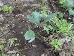 農地栽培の実践ー２２（水ナスの放置栽培①）