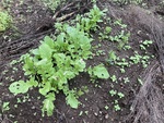 農地栽培の実践－３３（水耕栽培向き野菜の放置栽培②）