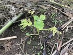 農地栽培の実践－２４（姫かぼちゃの放置栽培Ｂ-①）