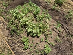 農地栽培の実践－３５（水耕栽培向き野菜の放置栽培③）