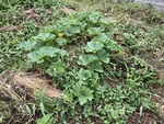 農地栽培の実践－２０（姫カボチャの放置栽培Aｰ④）