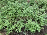 農地栽培の実践－３６（水耕栽培向き野菜の放置栽培④）