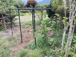 果樹栽培の実践－９（巨峰の放置栽培②）