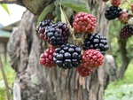 果樹栽培の実践ー１０（ブラックベリーの放置栽培②）