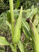 農地栽培の実践－４１（秋トウモロコシの放置栽培③ｰ完）