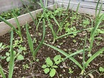 レイズドベッド栽培の実践－２３（ニンニク②）