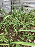 レイズドベッド栽培の実践－２６（ニンニク③）