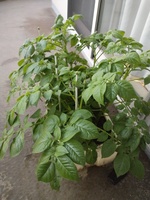 プランター栽培の実践－１４（ジャガイモの放置栽培②）