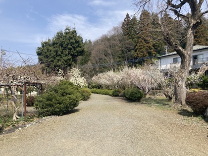 ウメ240327.JPG