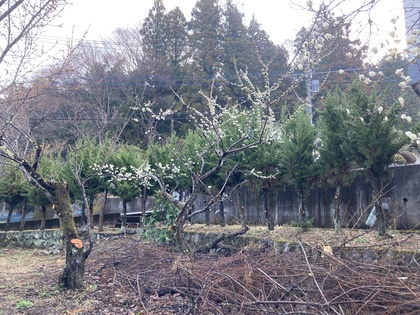スモモー１.JPG