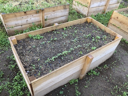 掻き菜春植え20260411-1.JPG