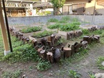 オフィスの実験用レイズドベッドの春の風景
