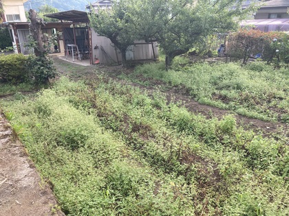 放置畑-2.JPG