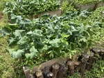 ＜研究農園＞レイズドベッド栽培の実践－５３（二年目の掻き菜－春蒔き③－完）