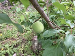 果樹栽培の実践ー２０（ウメ③）