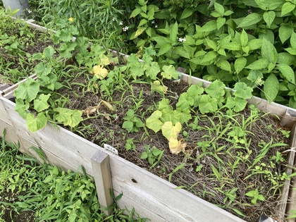 キューリ20260618-1.JPG