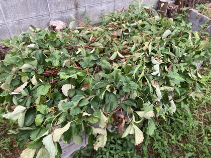 イチゴ20260815-1.JPG