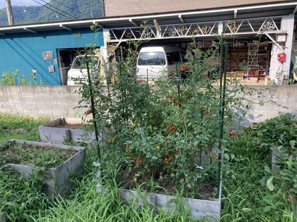 ミニトマト20260801-1.JPG