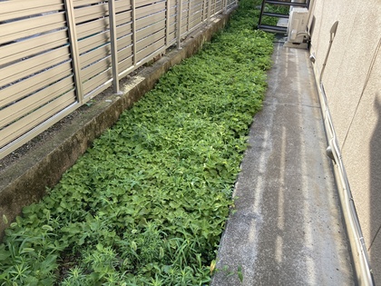 シソ20260801-1.JPG