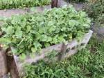 ＜研究農園＞レイズドベッド栽培の実践－６４（二年目の掻き菜－夏蒔き③－完）