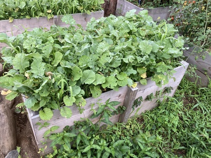 掻き菜20260711.JPG