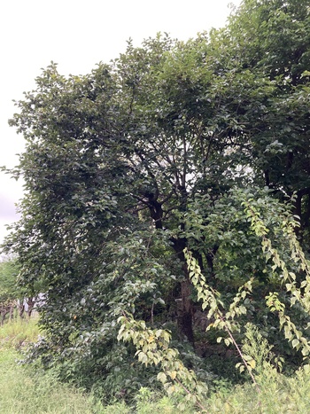 カキ20260905-1.JPG