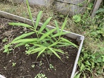 ＜圃場＞レイズドベッド栽培の実践－１８（ショウガ②）