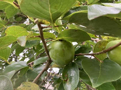 カキ20260905-2.JPG