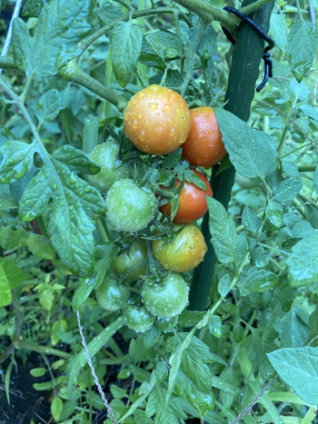 小玉トマト20260815-2.JPG
