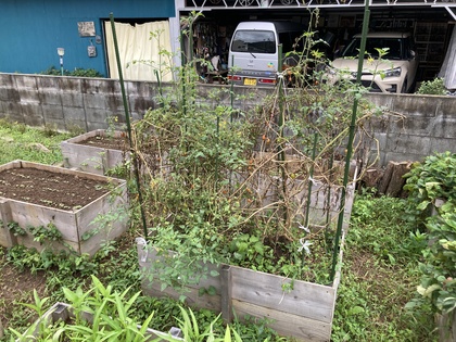 ミニトマト20260918-1.JPG