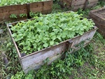 ＜研究農園＞レイズドベッド栽培の実践－７２（二年目の掻き菜－秋蒔き①）