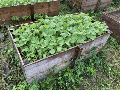 掻き菜20261011.JPG