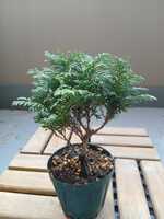 若木の生長観察13九十九ヒバ②001