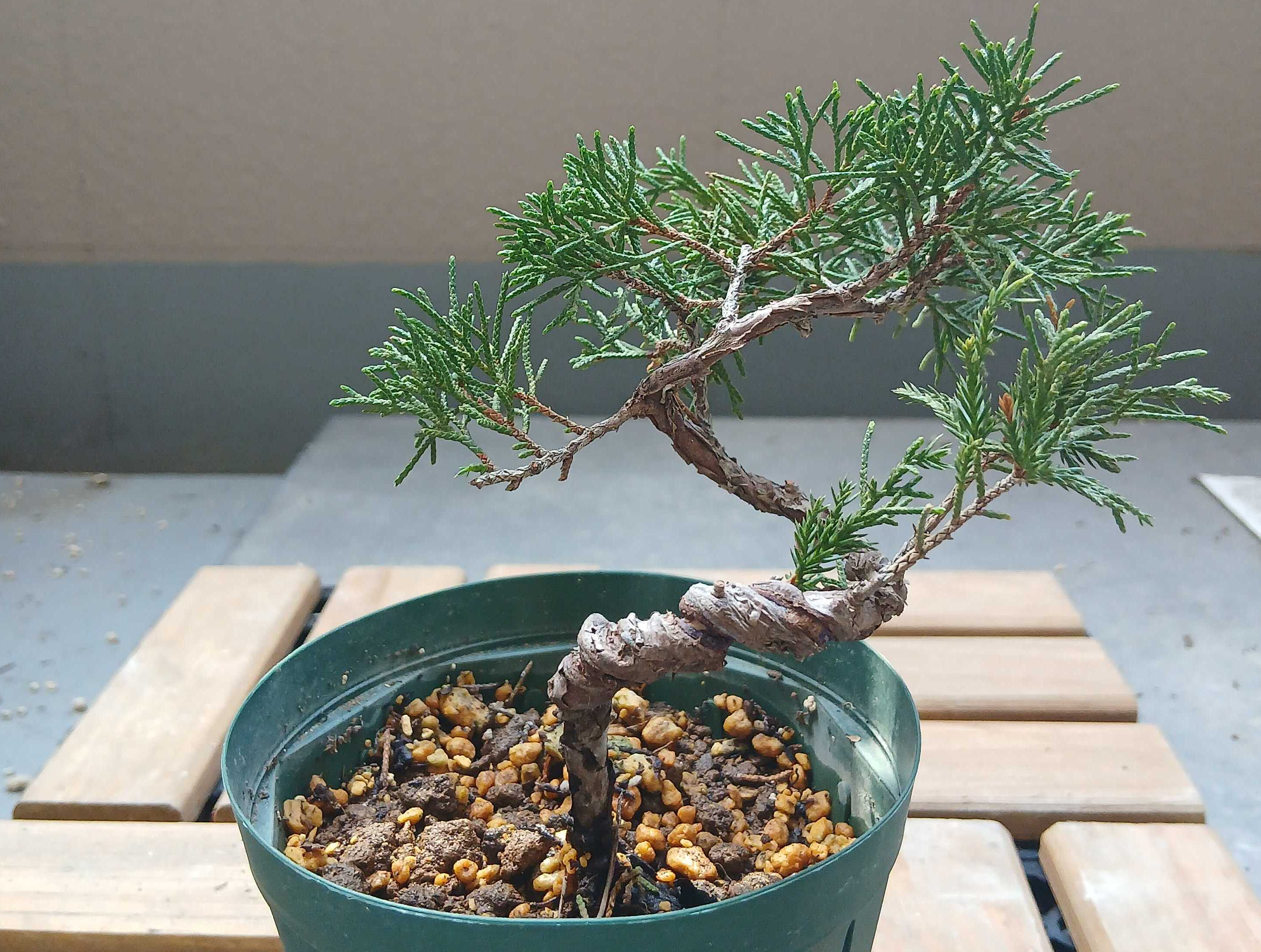 若木の生長観察14糸魚川真柏001 | 後藤勝由