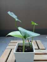 若木の生長観察08モンステラ006