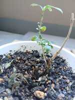 若木の生長観察16白丁花003