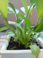 若木の生長観察01スパティフィラム010