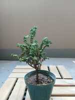 若木の生長観察18セッカヒノキ003