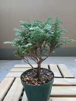 若木の生長観察13九十九ヒバ②003