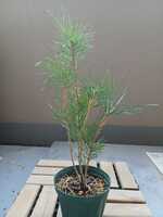 若木の生長観察09黒松006