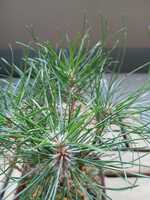 若木の生長観察05赤松010