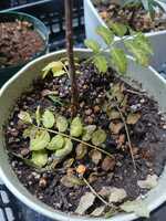 若木の生長観察17山椒①003