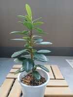 若木の生長観察02パンダガジュマル011