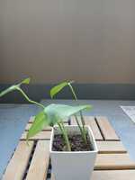 若木の生長観察08モンステラ007