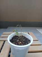 若木の生長観察16白丁花004