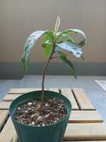 若木の生長観察15ビワ004