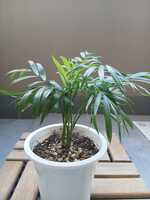 若木の生長観察10テーブルヤシ007